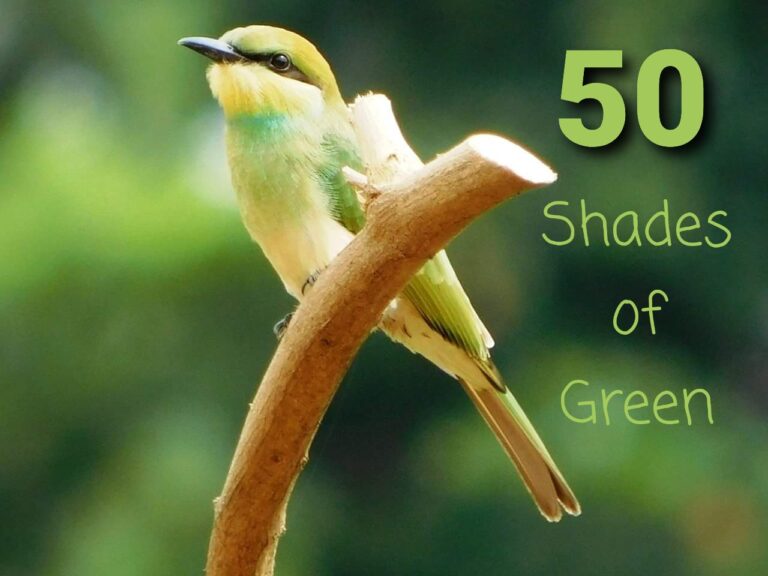 What Does 50 Shades Of Green Mean